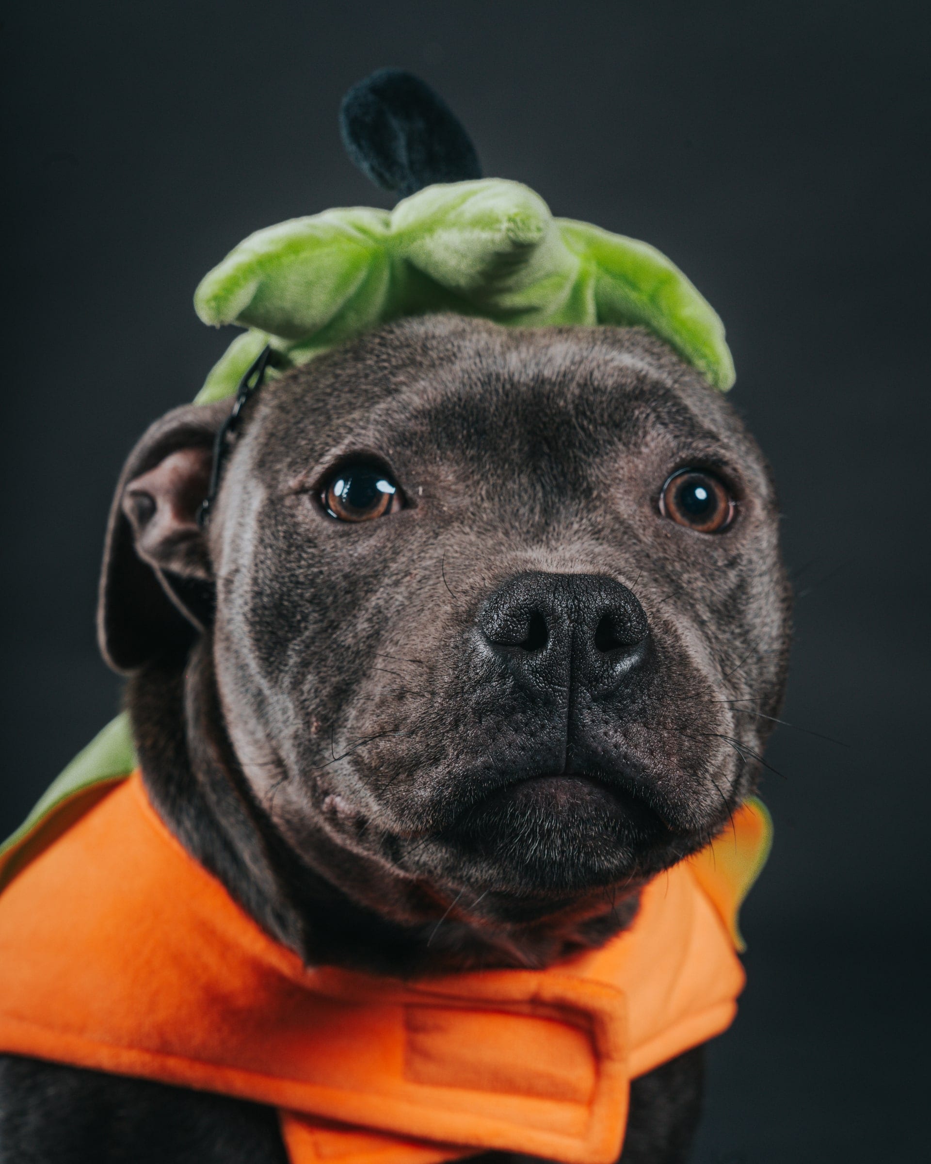 A grey Staffordshire bull terrier in a pumpkin costume, sitting for a studio portrait